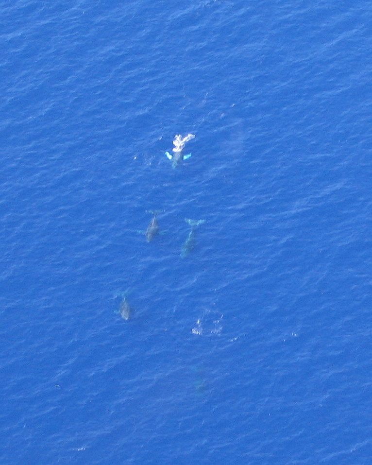 Aerial View of Humpback Whales